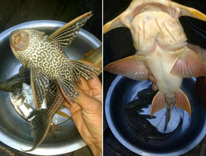 鱼通体金黄酷似外星生物网友：这是龙凯发k8一触即发贵州男子钓到一条怪