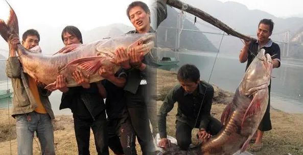 鱼通体金黄酷似外星生物网友：这是龙凯发k8一触即发贵州男子钓到一条怪(图2)