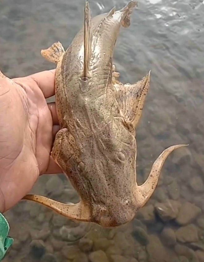 鱼通体金黄酷似外星生物网友：这是龙凯发k8一触即发贵州男子钓到一条怪(图3)