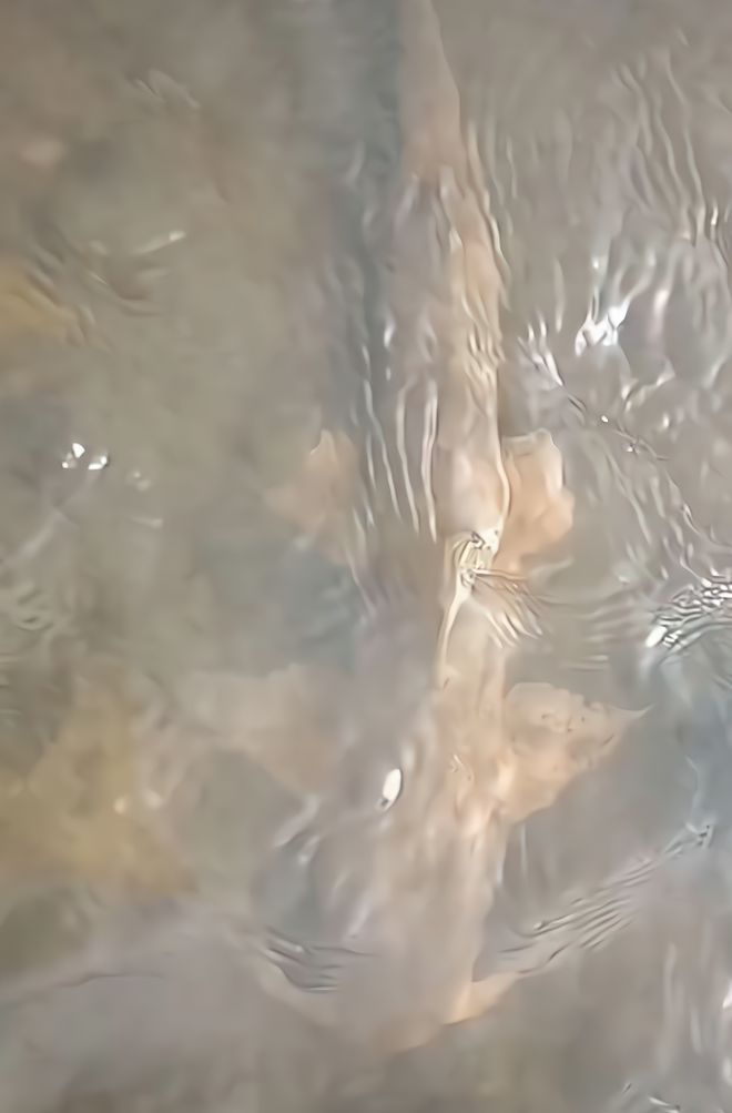 鱼通体金黄酷似外星生物网友：这是龙凯发k8一触即发贵州男子钓到一条怪(图5)
