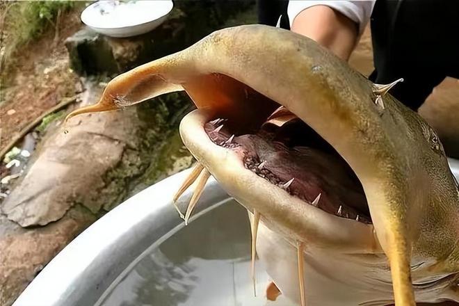 鱼通体金黄酷似外星生物网友：这是龙凯发k8一触即发贵州男子钓到一条怪(图8)
