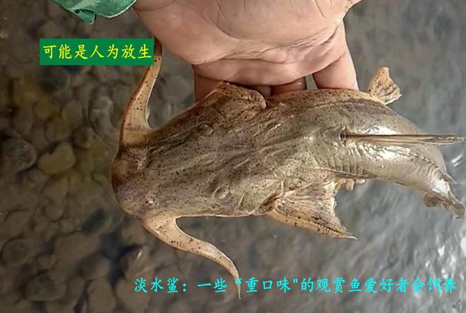 鱼通体金黄酷似外星生物网友：这是龙凯发k8一触即发贵州男子钓到一条怪(图9)